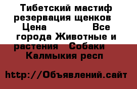 Тибетский мастиф резервация щенков › Цена ­ 100 000 - Все города Животные и растения » Собаки   . Калмыкия респ.